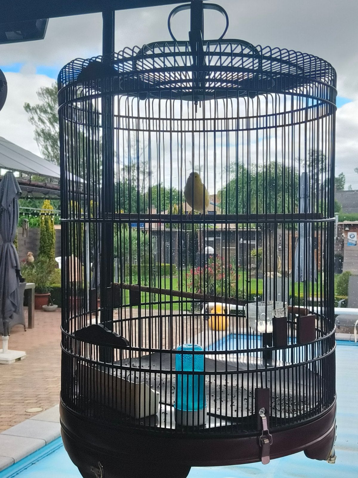 Goed fluitende kanarie, Dieren en Toebehoren, Vogels | Kanaries, Mannelijk