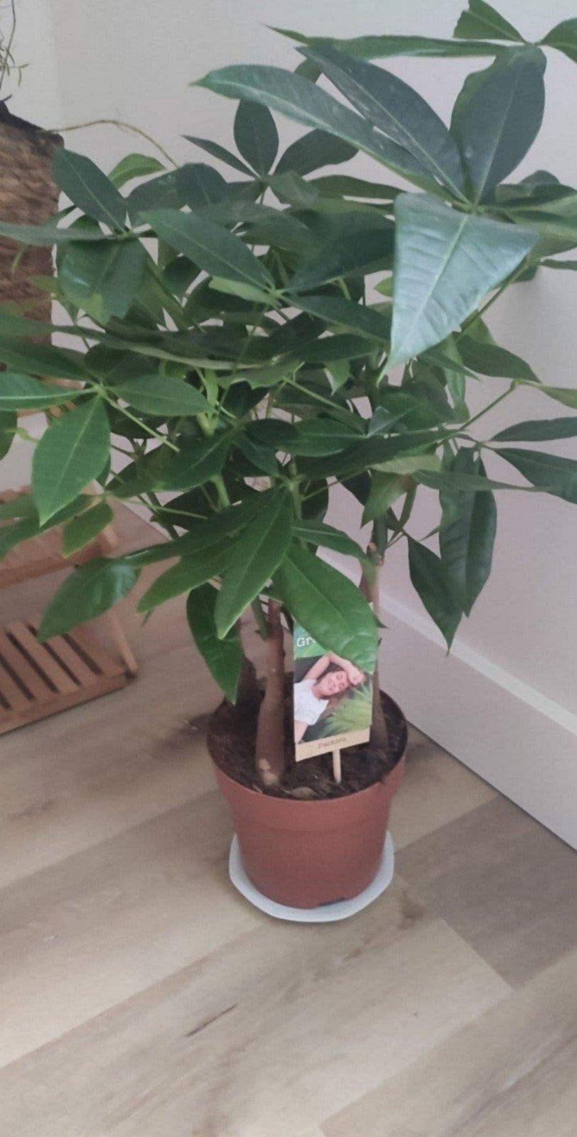 Pachira Geldboom - Groene kamerplant in pot, Ophalen, Overige soorten, Halfschaduw, In pot