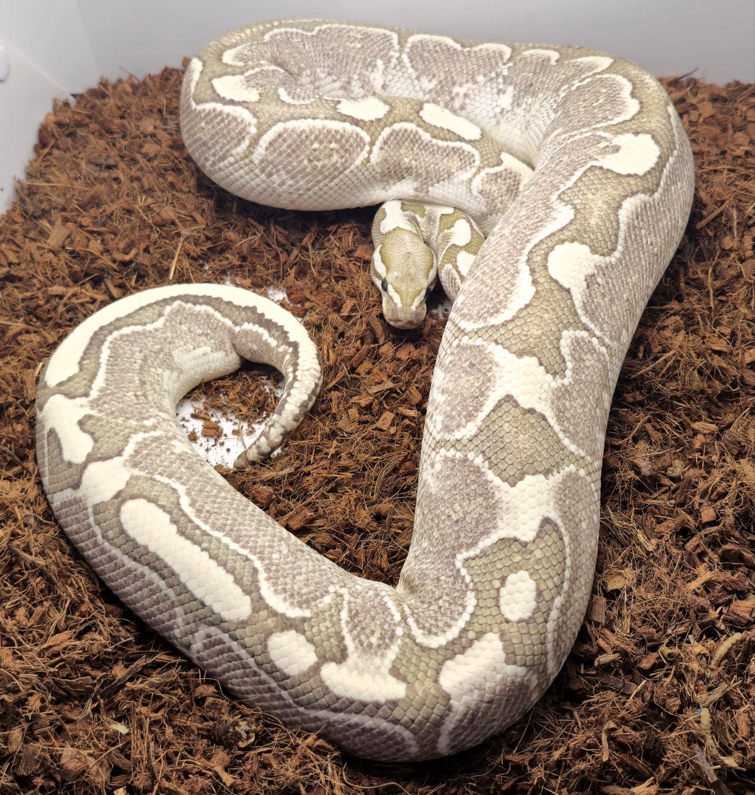 0.1 Bamboo Desert Ghost, Slang, Tam, 3 tot 6 jaar