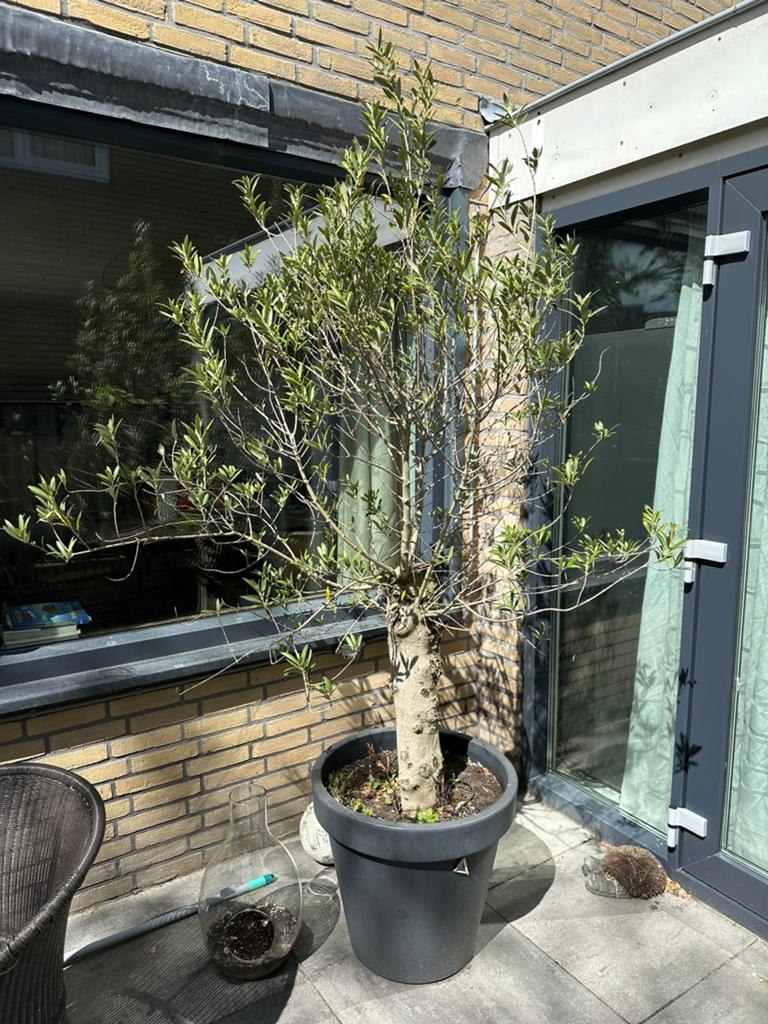 Prachtige volle olijfboom met dikke stam 220 hoog, 100 tot 250 cm, Olijfboom, Zomer, Ophalen