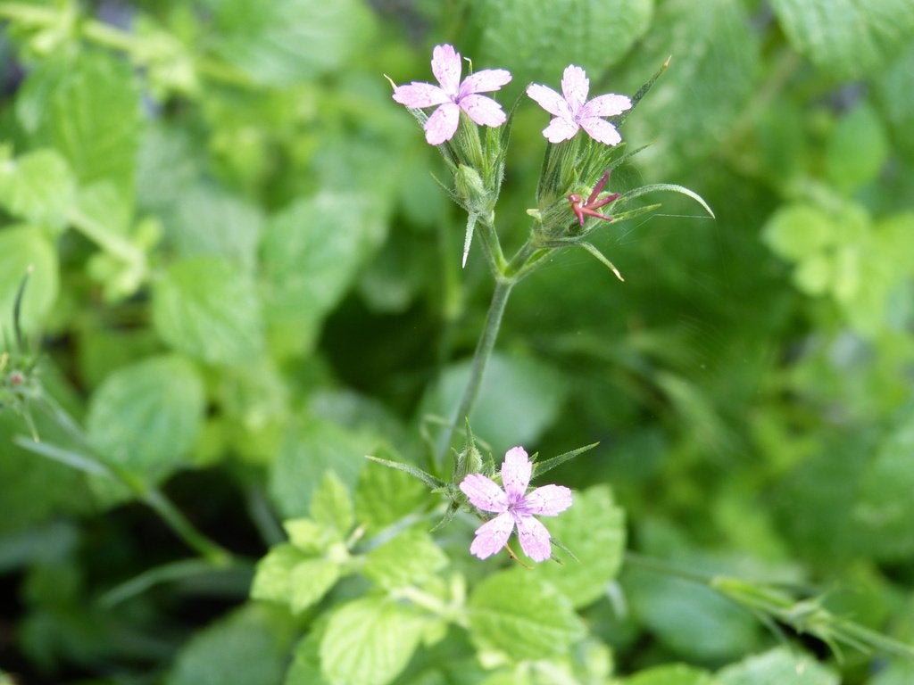 Ruige anjer planten - zeldzame inheemse plant 10 stuks, Volle zon, Tweejarig, Zomer, Ophalen