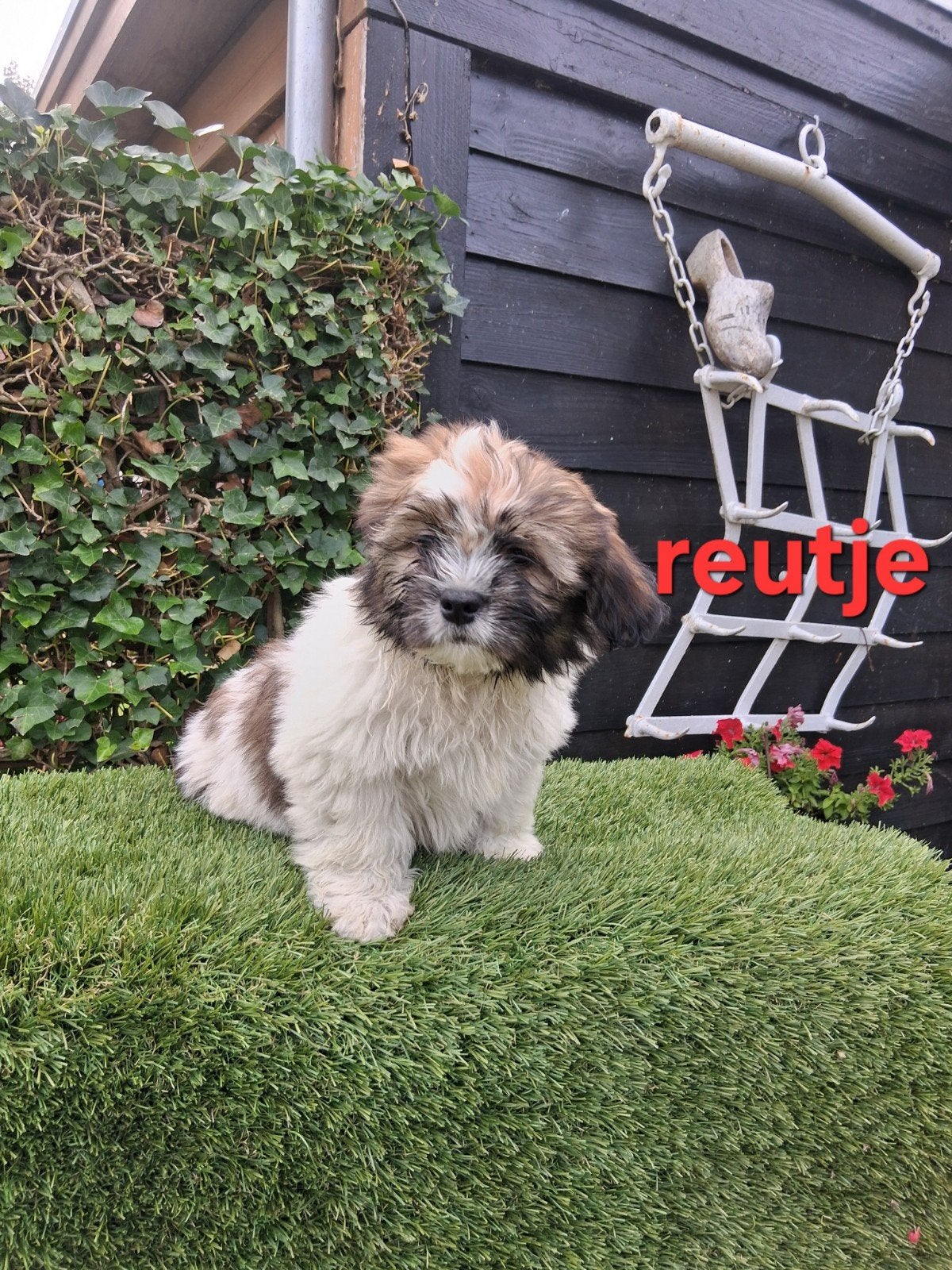 Te koop mooie speelse klein blijvende boomer pups, Dieren en Toebehoren, Honden | Chihuahua's en Gezelschapshonden, Parvo, Overige rassen