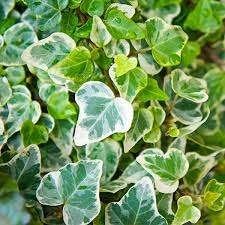 Hedera Blond - Gestokt 80 cm, Ophalen of Verzenden, Overige soorten, 100 tot 250 cm