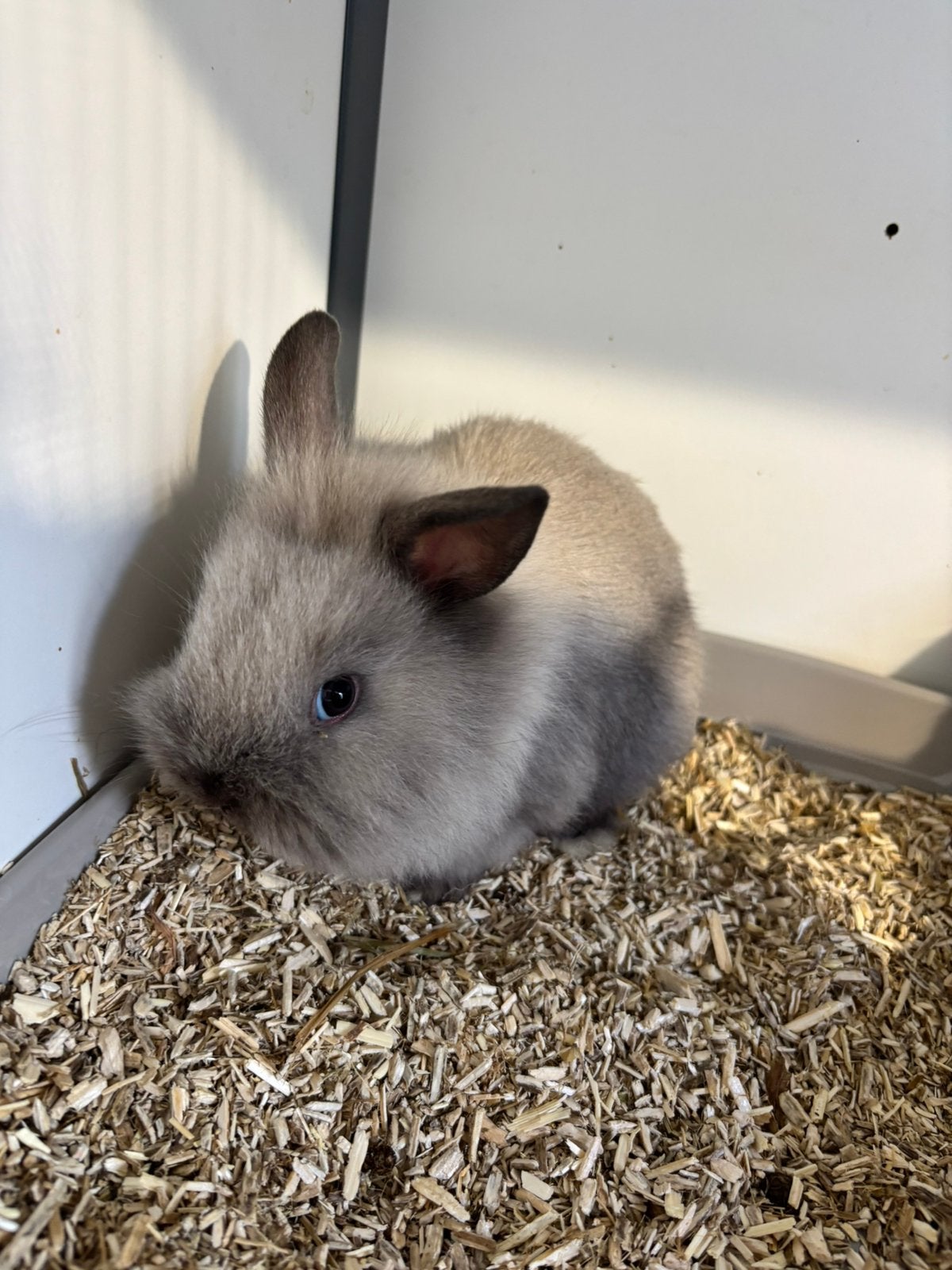Baby teddy dwerg konijntje, Dieren en Toebehoren, Konijnen, Mannelijk, Dwerg