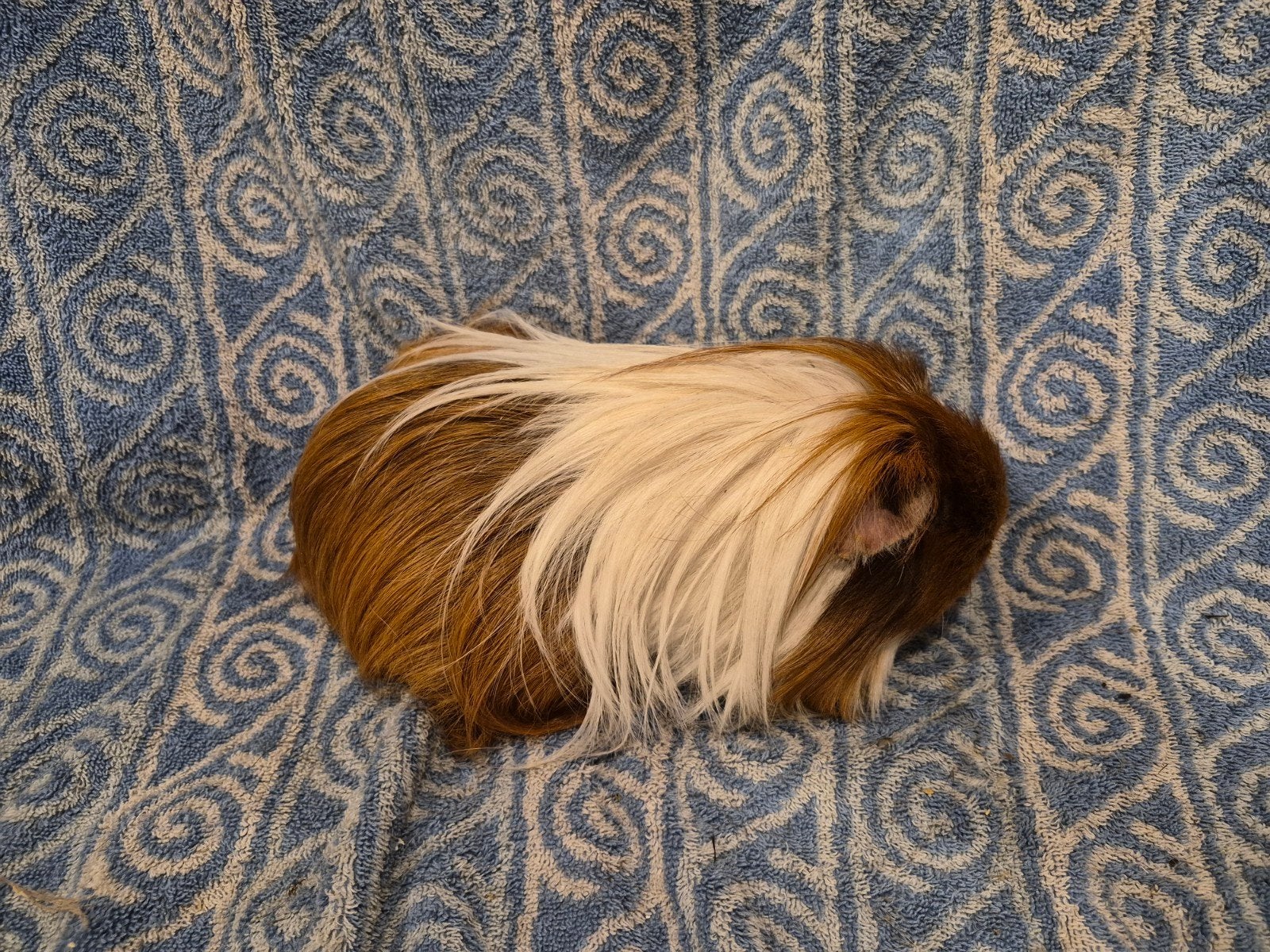 Sheltie driekleur zeug, Dieren en Toebehoren, April, Vrouwelijk, Cavia