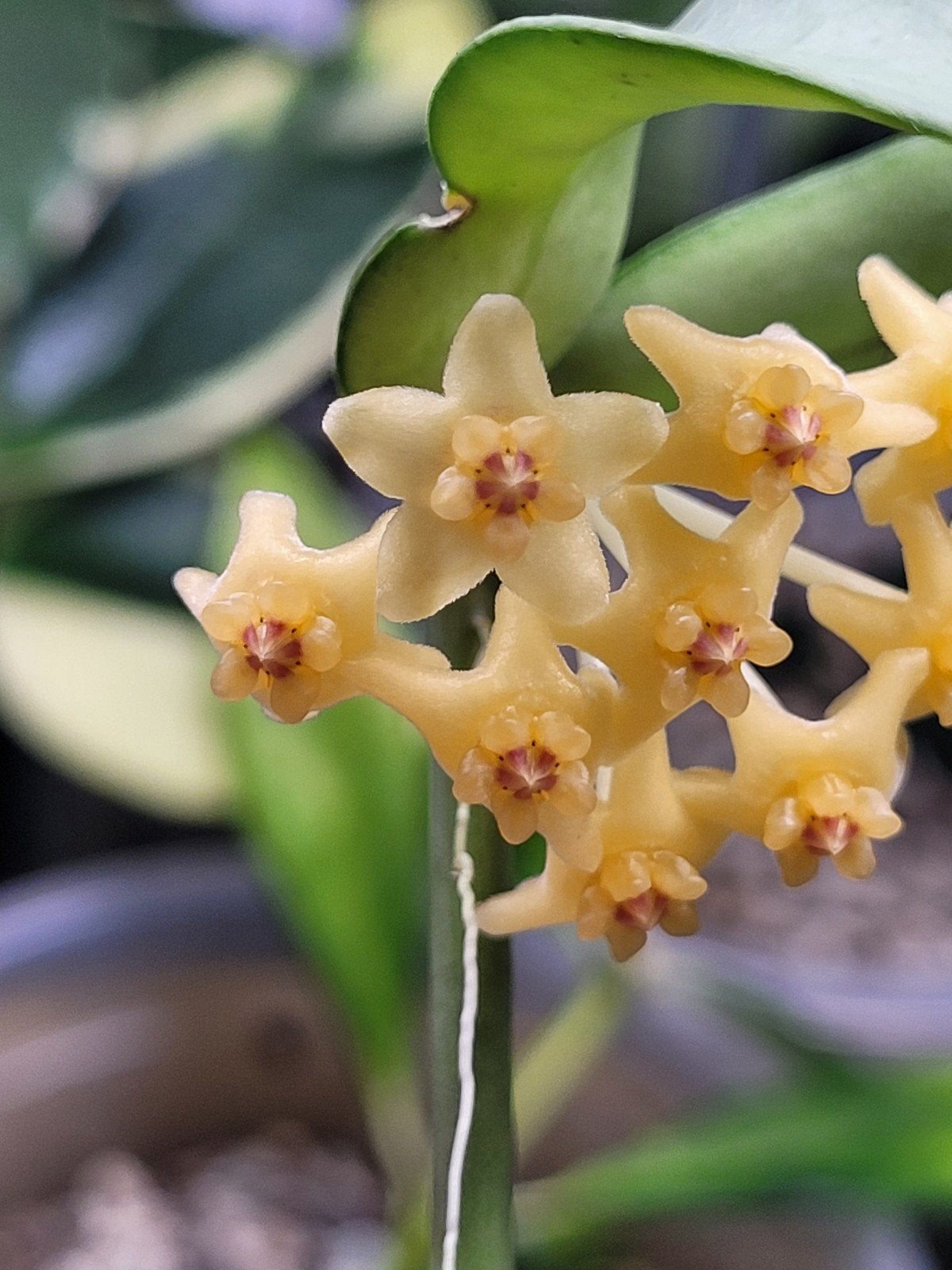 Hoya Pandurata Silver, Ophalen of Verzenden
