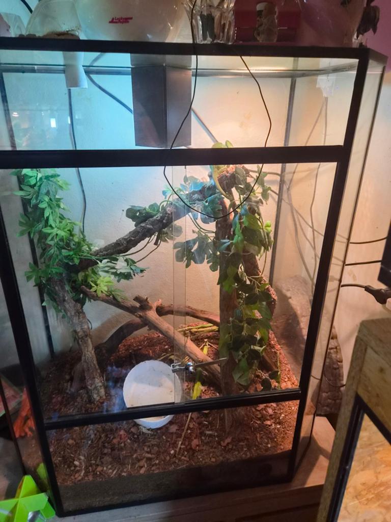 Te koop jemen kameleon met terrarium Chameleon - female for sale from Stefanie