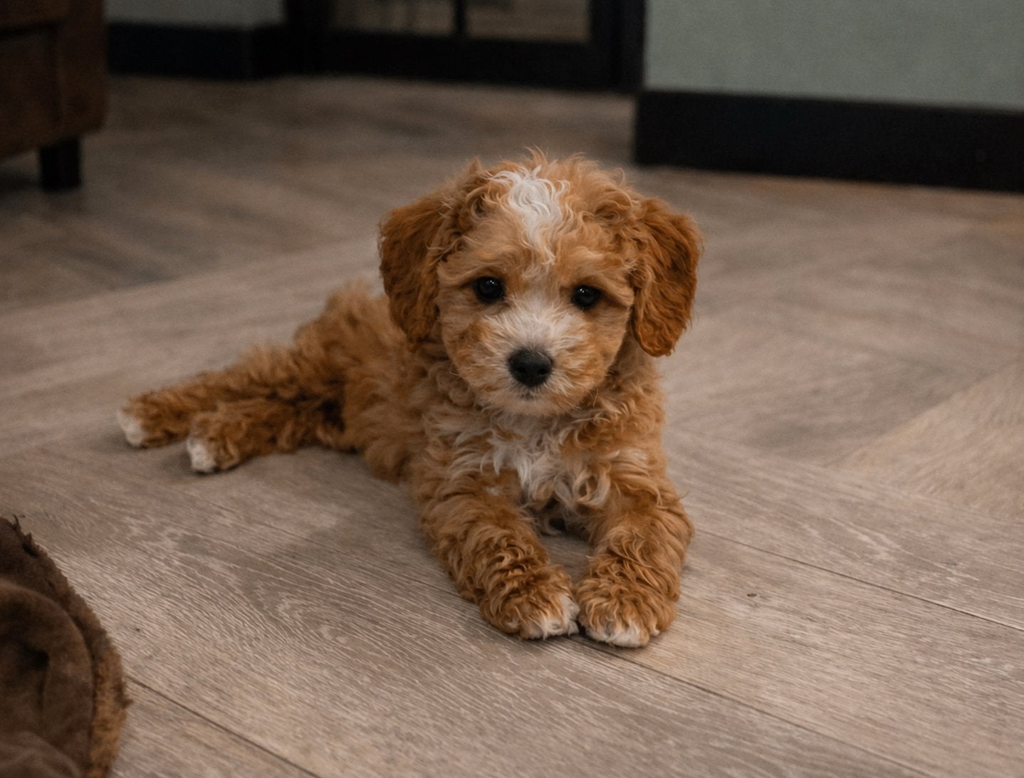 Abrikoos labradoodle x cockapoo pups. Mini maar superslim, Dieren en Toebehoren, Honden | Retrievers, Spaniëls en Waterhonden