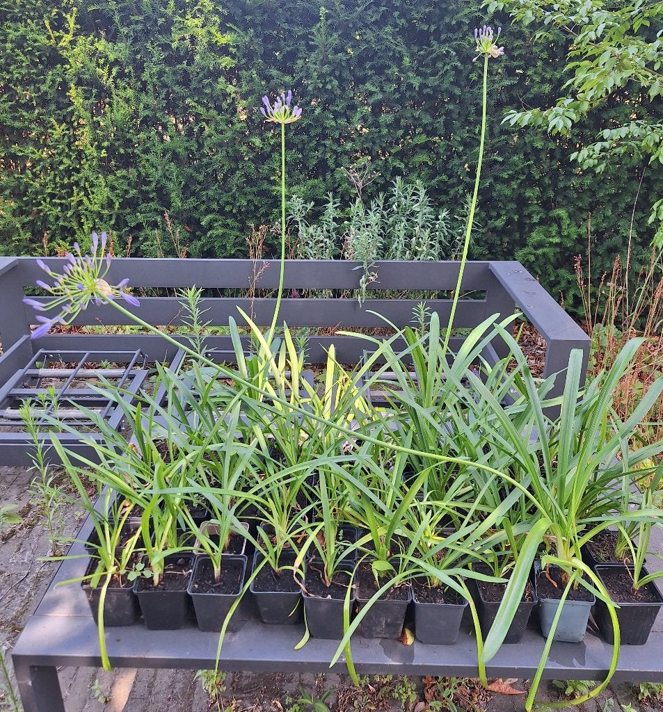 agapanthus zaailingen, Volle zon, Vaste plant, Zomer, Ophalen