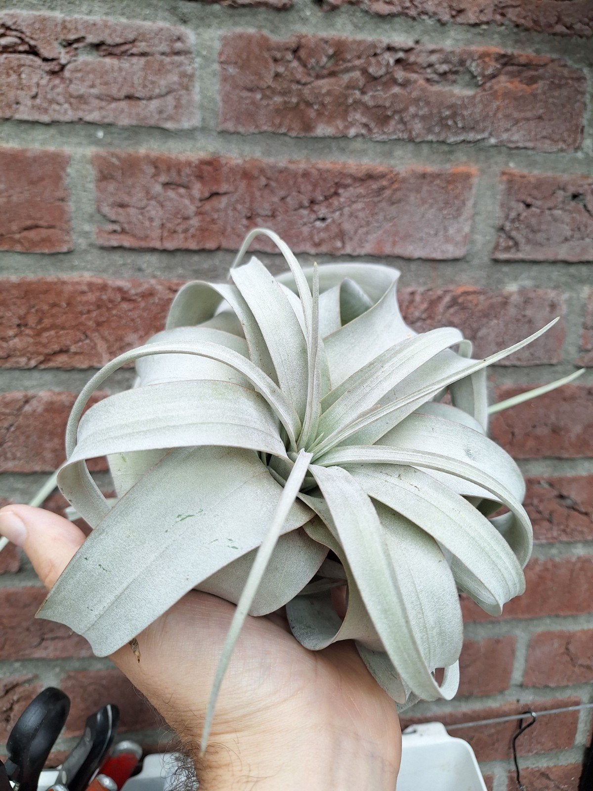 Tillandsia xerographica xl, Huis en Inrichting, Kamerplanten, Ophalen of Verzenden, Halfschaduw, Minder dan 100 cm