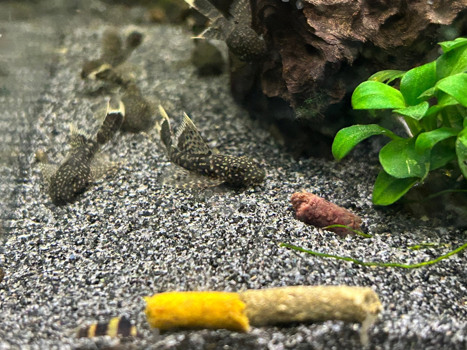 Ancistrus wildkleur longfin, Dieren en Toebehoren, Vissen | Aquariumvissen, Vis