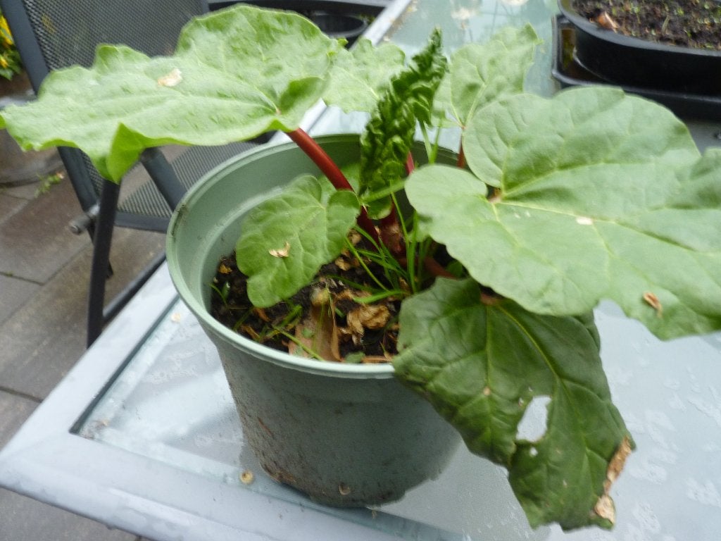 Rabarberstek mooie roodsteel, Tuin en Terras, Planten | Tuinplanten, Ophalen, Vaste plant, Overige soorten, Volle zon