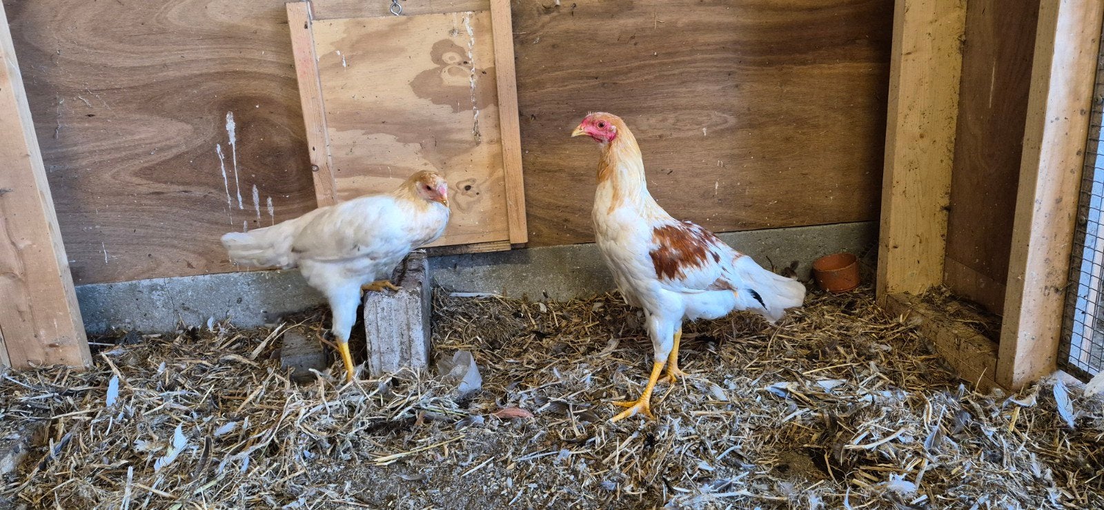 te koop twentse hoen, Meerdere dieren, Kip