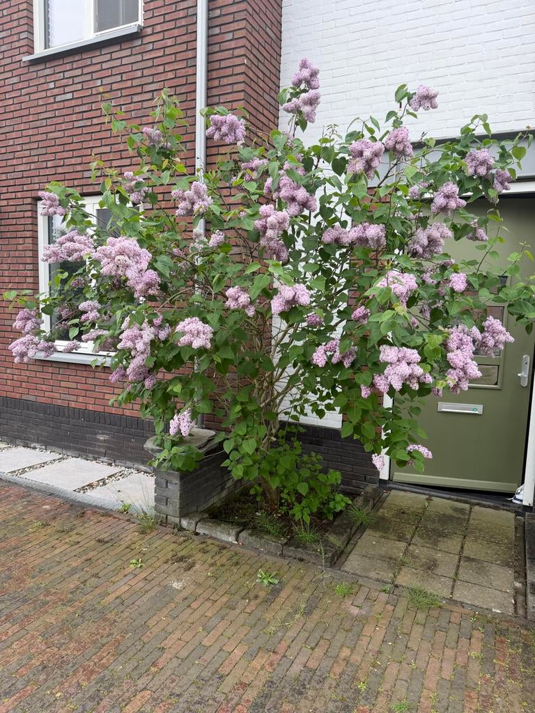 Seringenstruik - Prachtige bloeiende Syringa, Tuin en Terras, Planten | Struiken en Hagen, Ophalen of Verzenden, Overige soorten