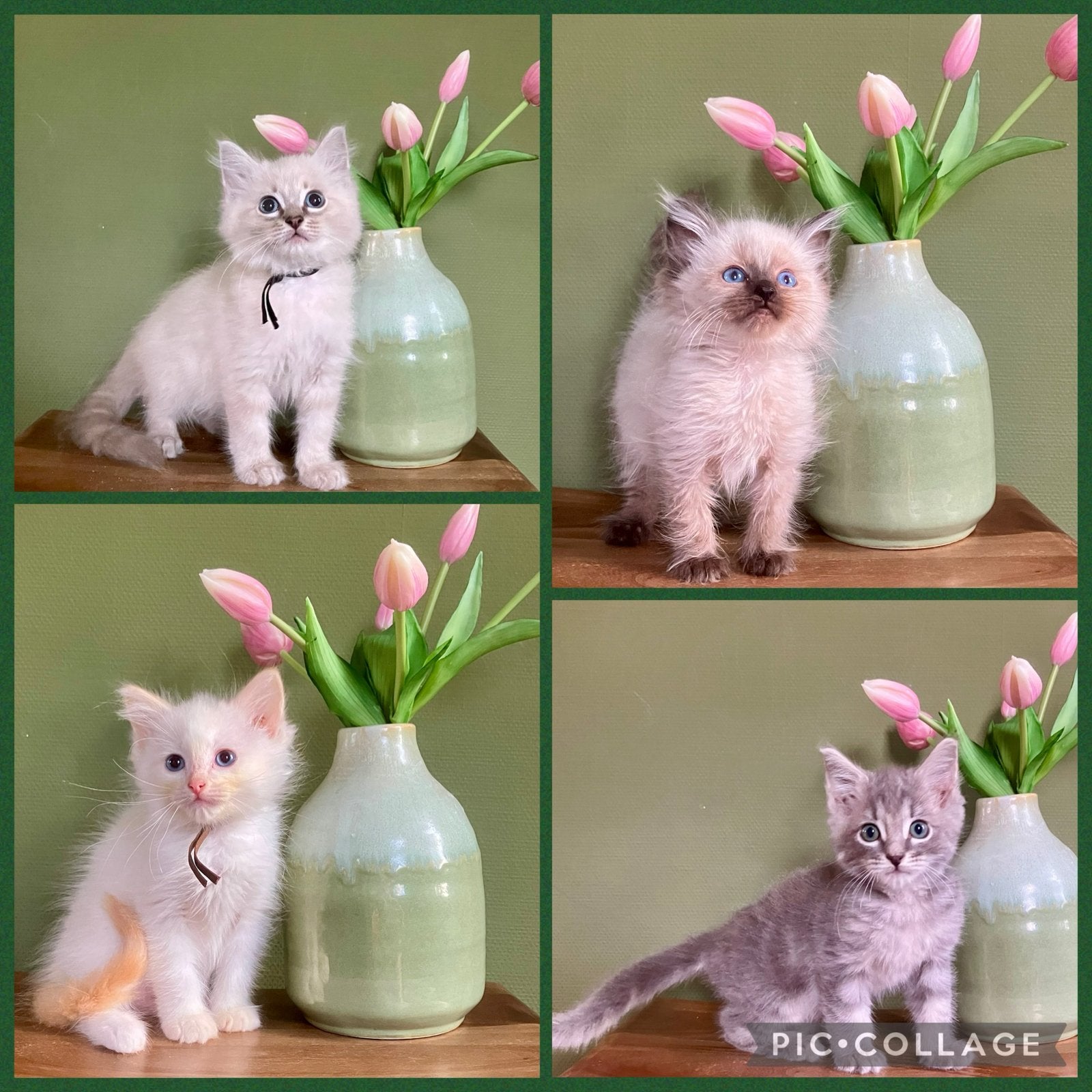 Schattige ragdoll kittens incl enting/chip/paspoort, Dieren en Toebehoren, Katten en Kittens | Raskatten | Langhaar, Meerdere dieren
