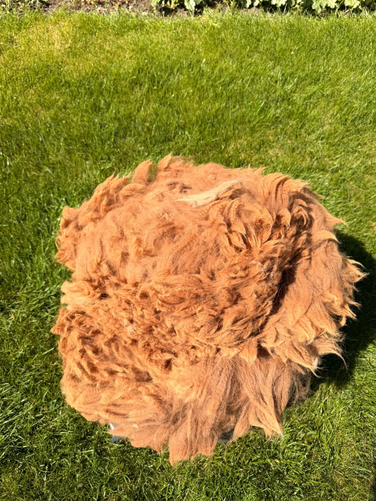 Verse alpaca vachten van 2026, Ophalen of Verzenden, Haken, Wol of Garen