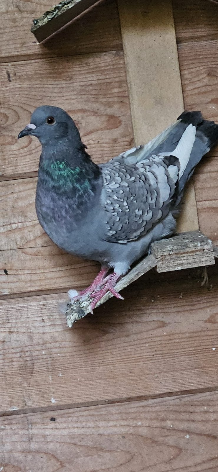 Poolse Lynxs duiven. Kropper, Dieren en Toebehoren, Vogels | Overige Vogels, Meerdere dieren