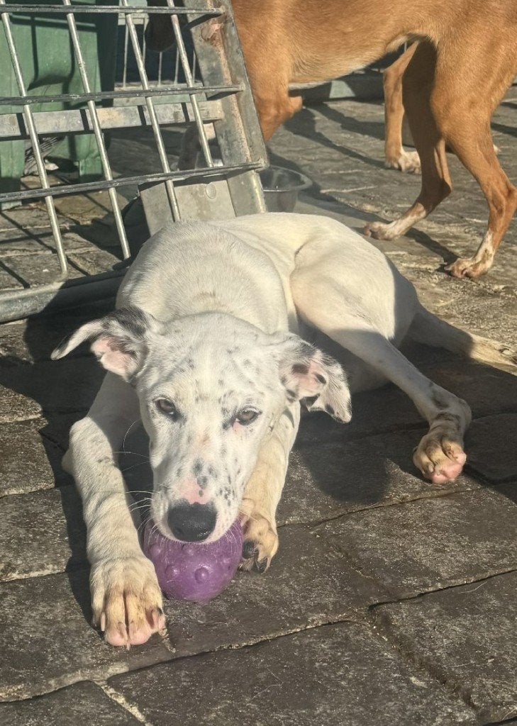 ACE: Icon een sociale hond met een sterk karakter, Particulier, 15 weken tot 1 jaar, Reu, Buitenland