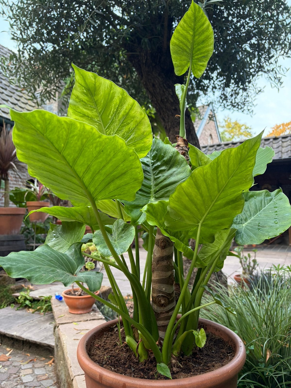 Olifantsoor, Alocasia, grote plant. Met gratis stekken, Ophalen, Halfschaduw, Minder dan 100 cm