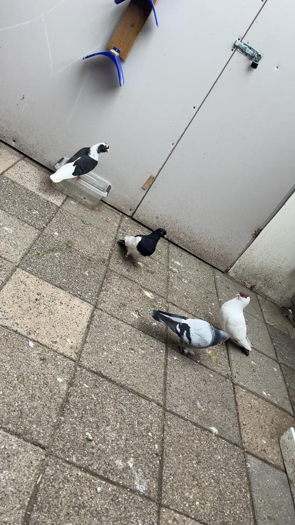 Syrish duiven 3 mannen en een vrouwe, Meerdere dieren, Overige soorten