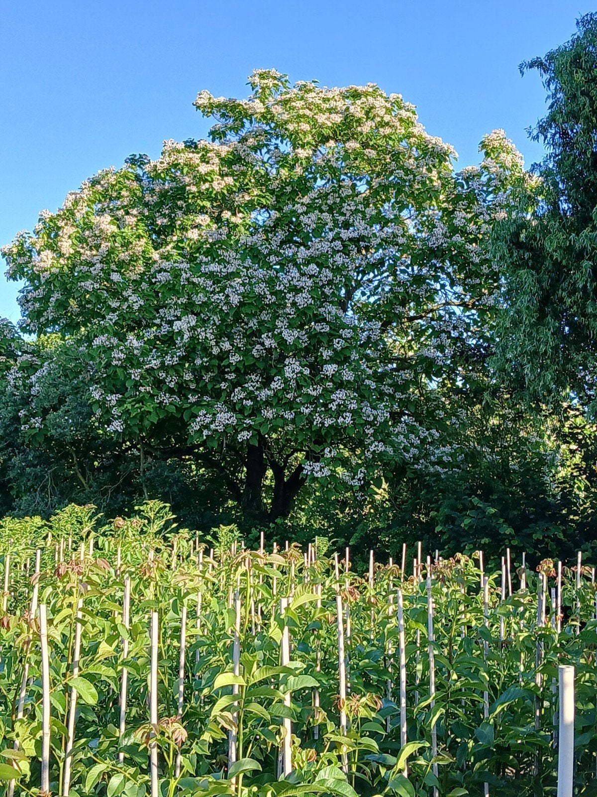 Catalpa bignoides Trompetboom, Ophalen of Verzenden