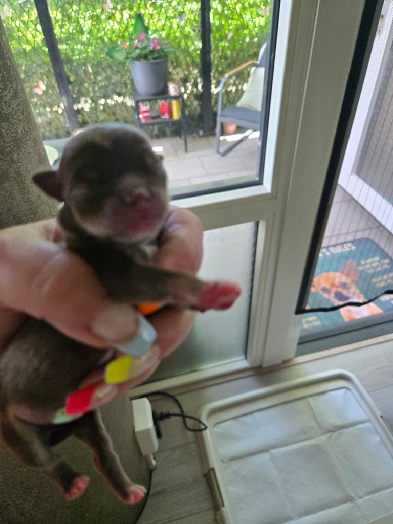 Choco tan chihuahua, Reu, Eén hond, Chihuahua, Nederland