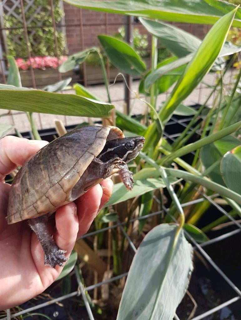 Enkele Muskusschildpadden kleinblijvende muskus schildpadden, Dieren en Toebehoren, Schildpad, 0 tot 2 jaar