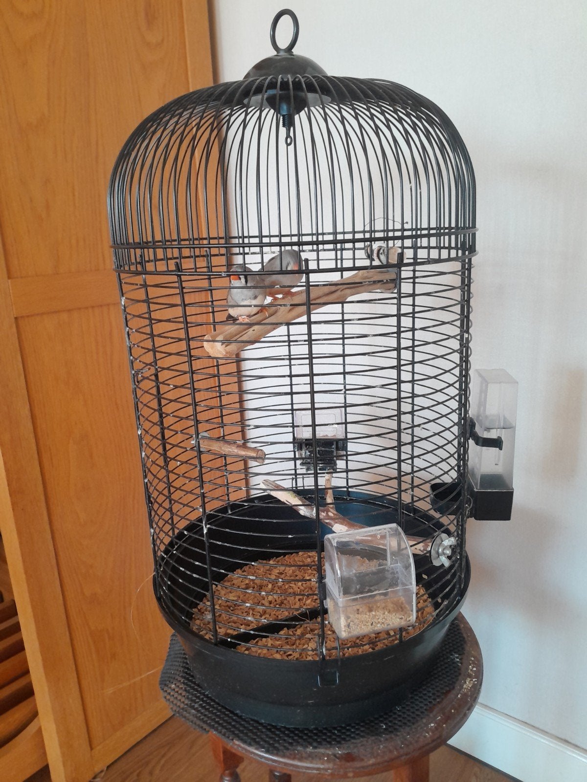 Vogelkooitjes met 3 zebravinken (paartje met 1 jong vrouwtje, Ophalen, Zo goed als nieuw, Metaal, Vogelkooi