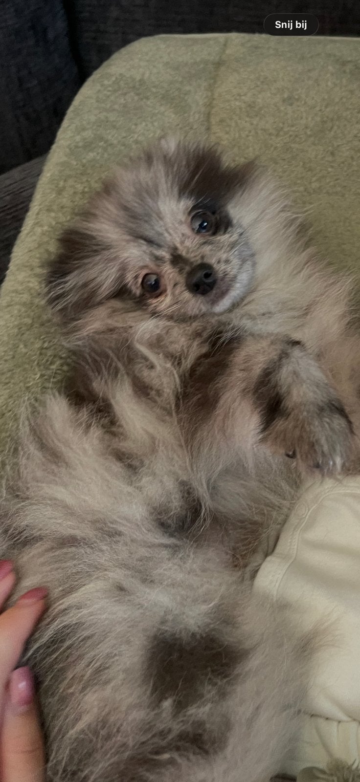 Nieuw thuis gezocht, Keeshond, 15 weken tot 1 jaar, Reu, Eén hond
