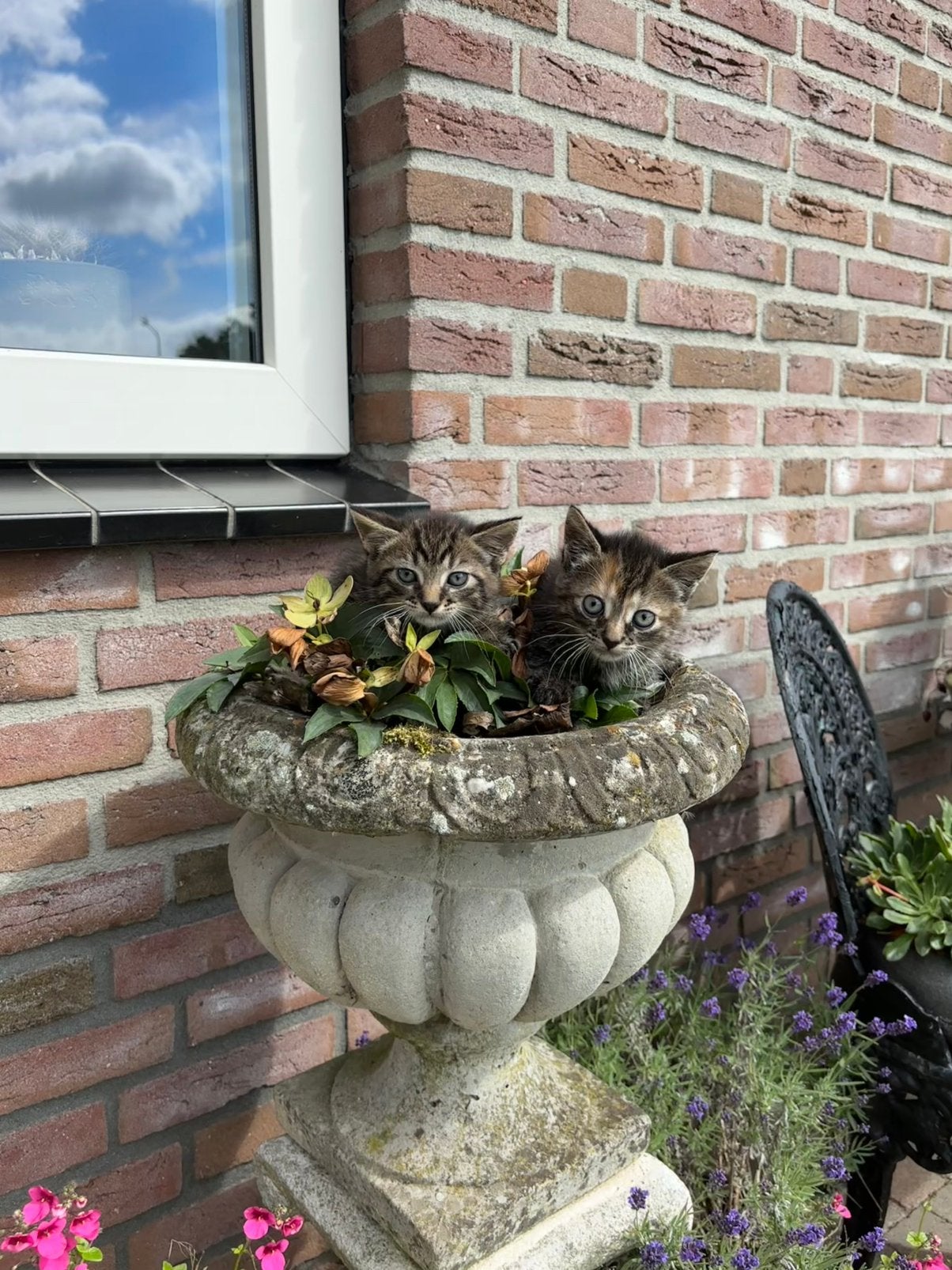 Lieve Kittens te koop, Dieren en Toebehoren, Meerdere dieren, Kortharig, 0 tot 2 jaar