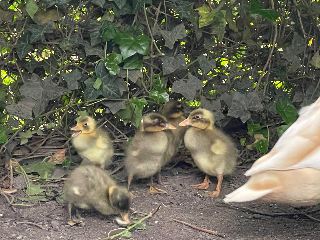 Loopeenden, Dieren en Toebehoren, Pluimvee, Meerdere dieren, Eend