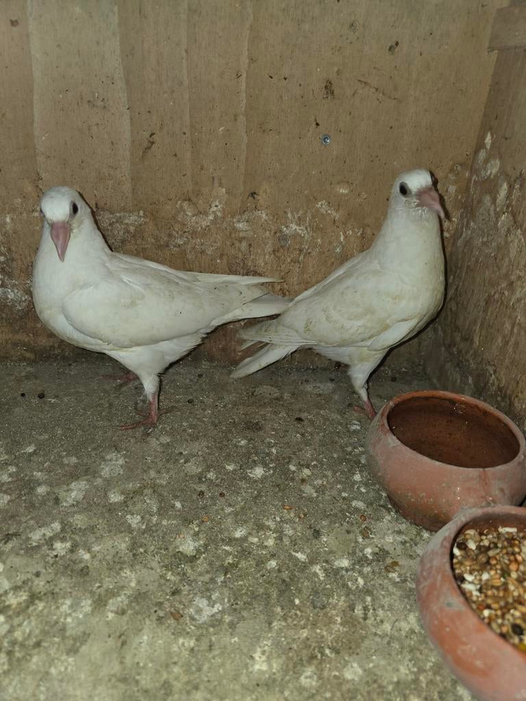 Twee witte postduifen piepers, Meerdere dieren, Postduif