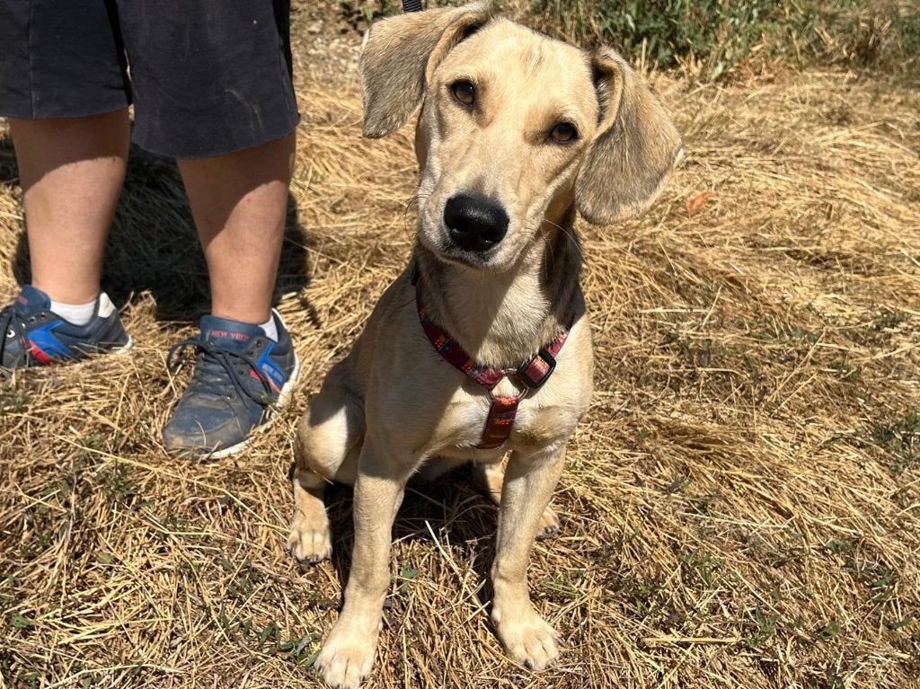 Thea is een lief, vrolijk hondje die geniet van wandelingen, Dieren en Toebehoren, Honden | Niet-rashonden, Particulier, 1 tot 2 jaar