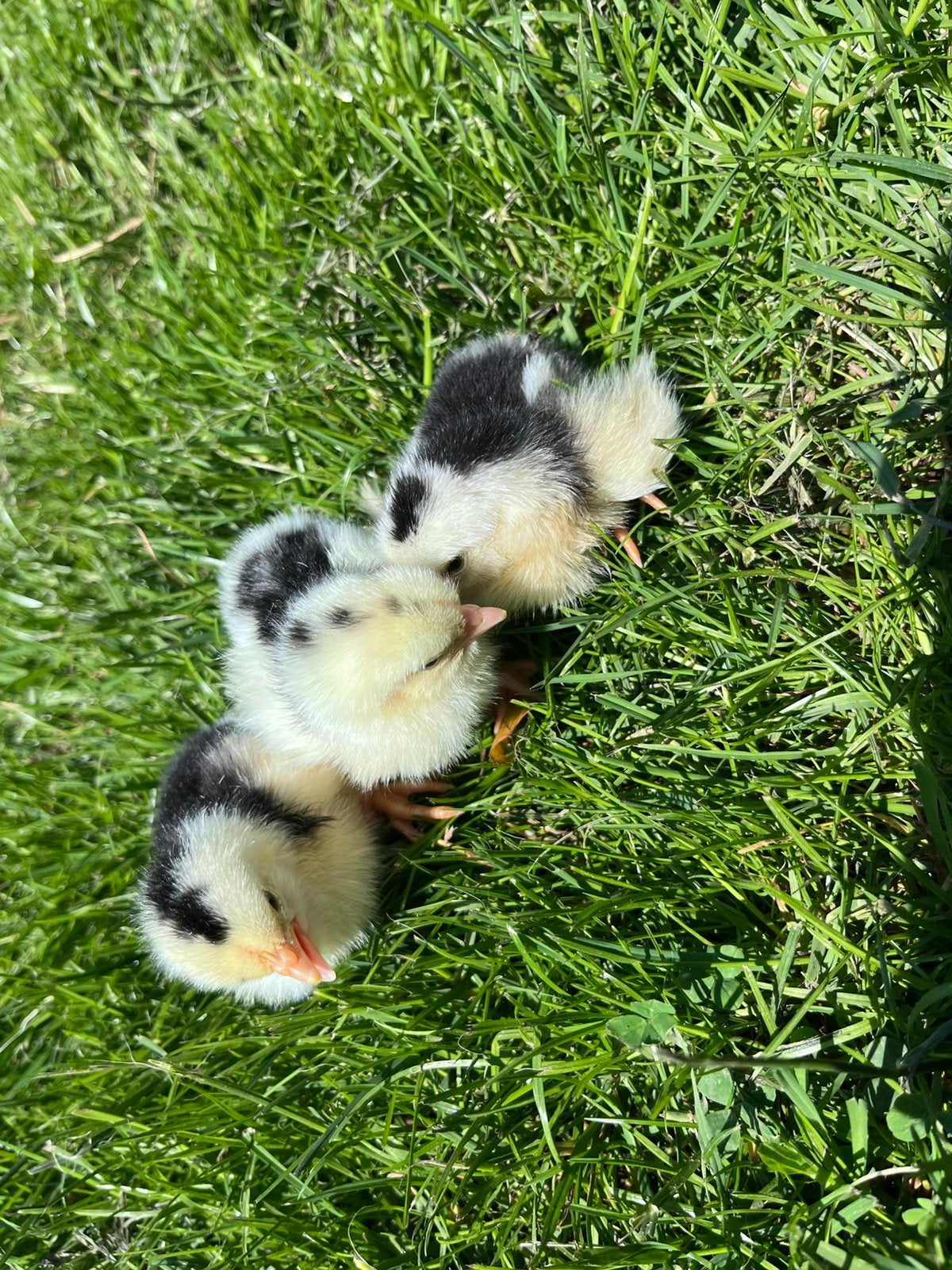 Bonte leghorn kuikentjes, Dieren en Toebehoren, Pluimvee, Geslacht onbekend, Kip