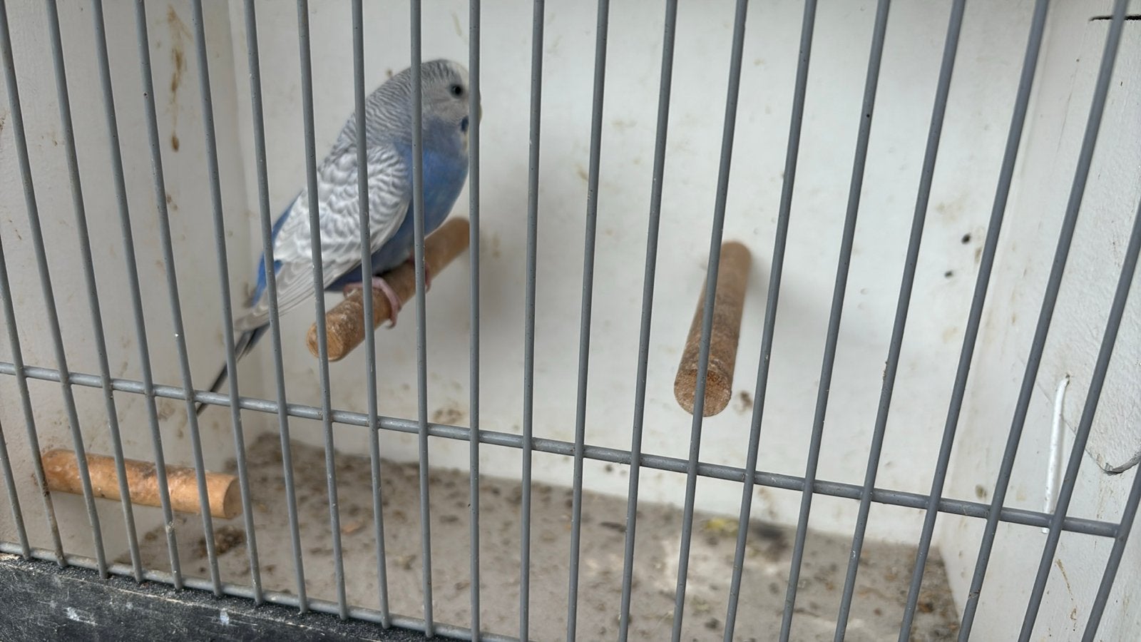 Koppel gras parkieten, Dieren en Toebehoren, Vogels | Parkieten en Papegaaien, Meerdere dieren, Parkiet