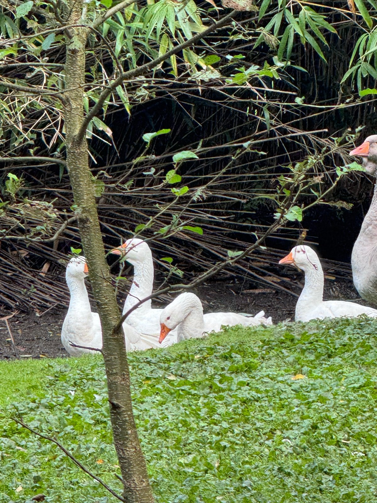 Witte ganzen, Dieren en Toebehoren