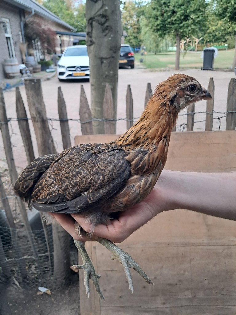 Araucana hen, Dieren en Toebehoren, Pluimvee, Vrouwelijk, Kip