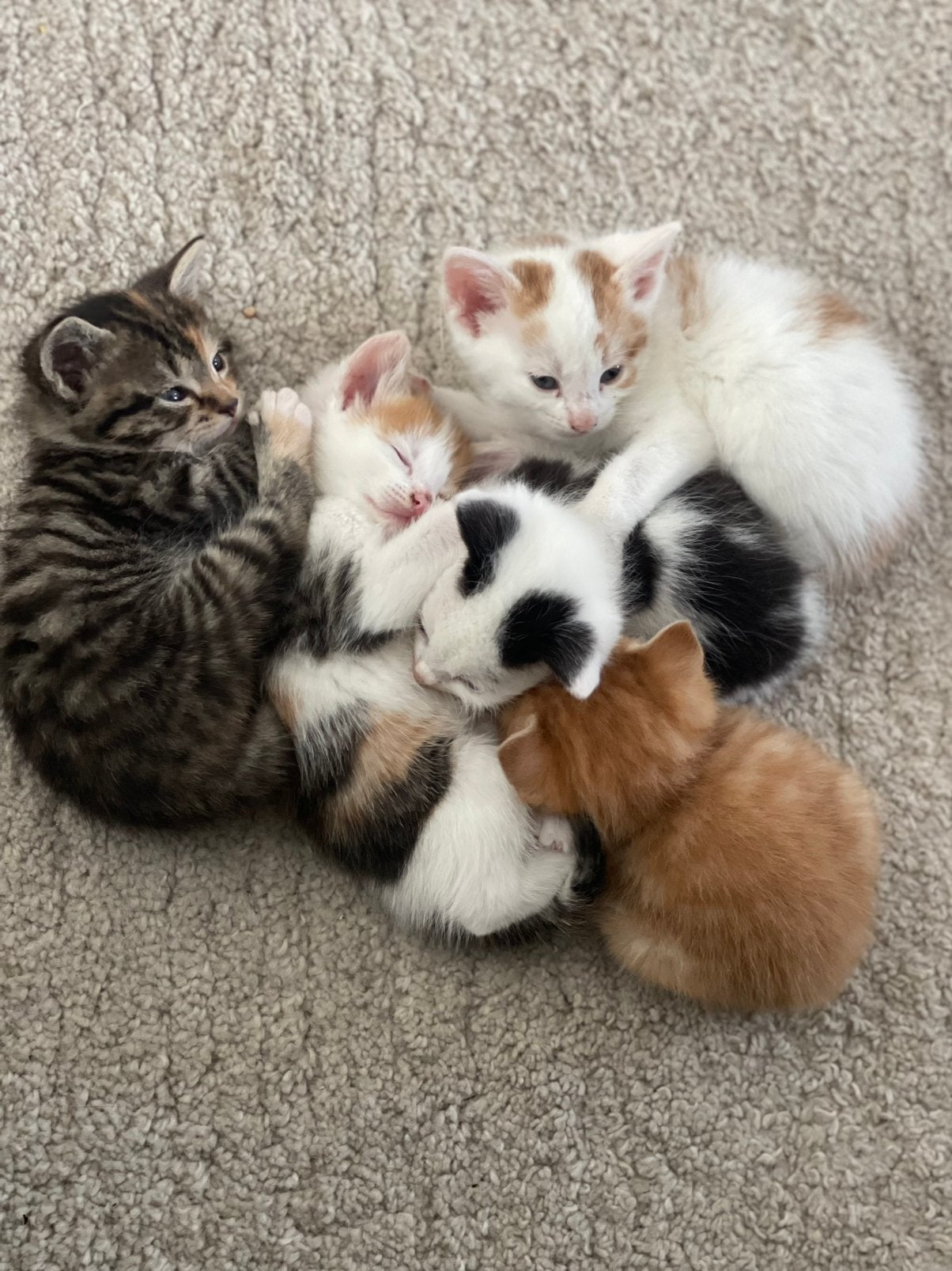 Kittens, Meerdere dieren