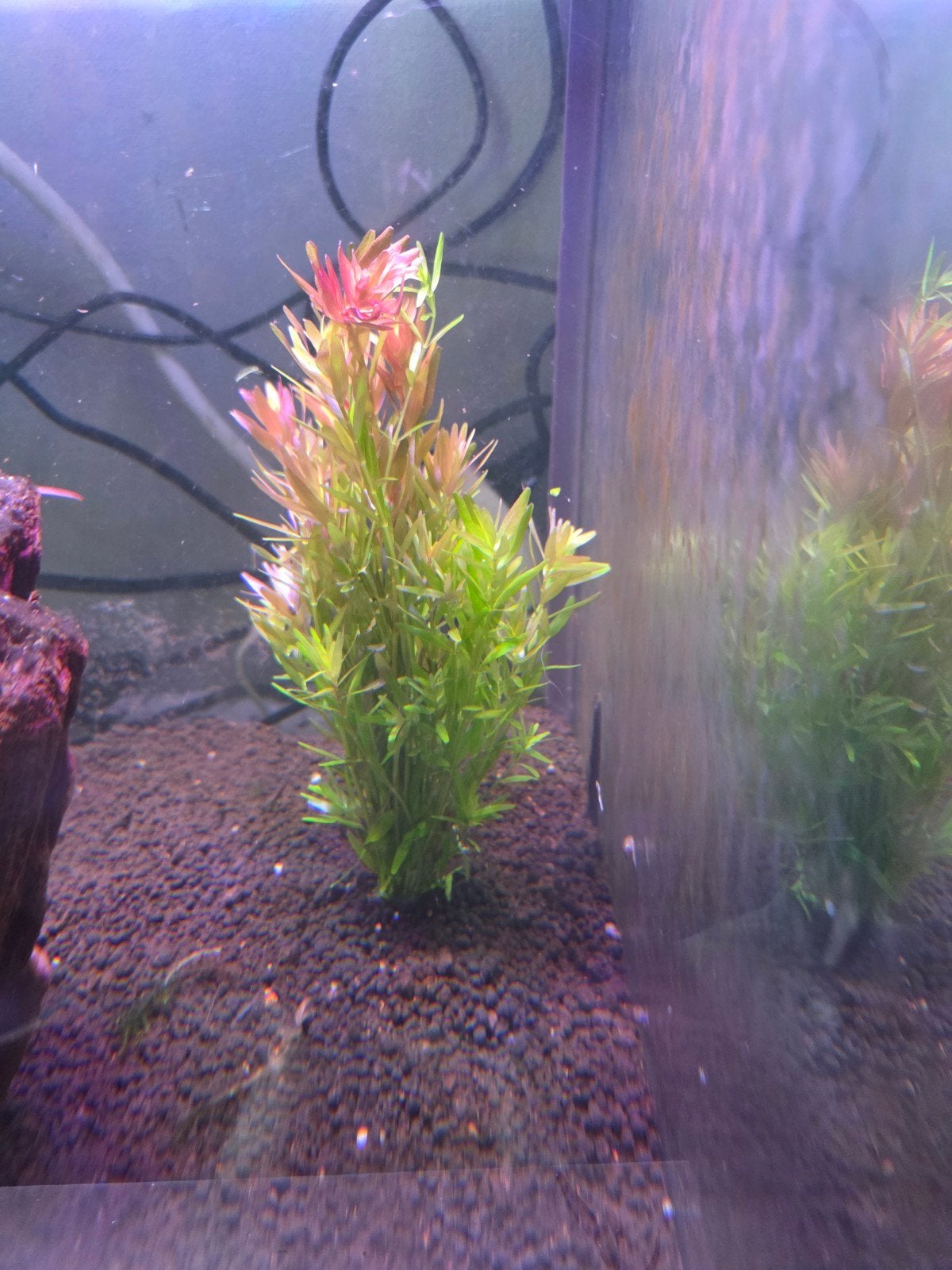 Rotala walichi, Inclusief planten, Verzenden, Plant(en), Steen of Hout, Nieuw