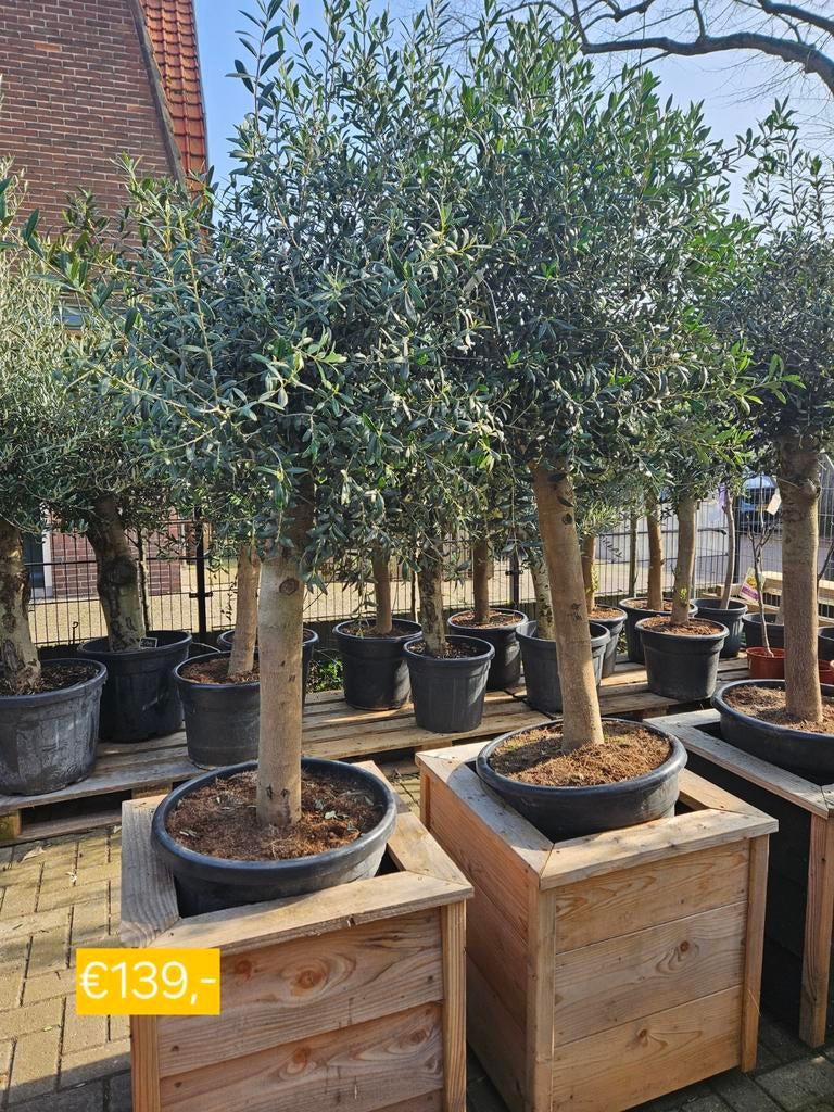 Olijfbomen diverse maten en stamdiktes vanaf 115 euro, Tuin en Terras, Planten | Bomen, Volle zon, Ophalen of Verzenden, 100 tot 250 cm
