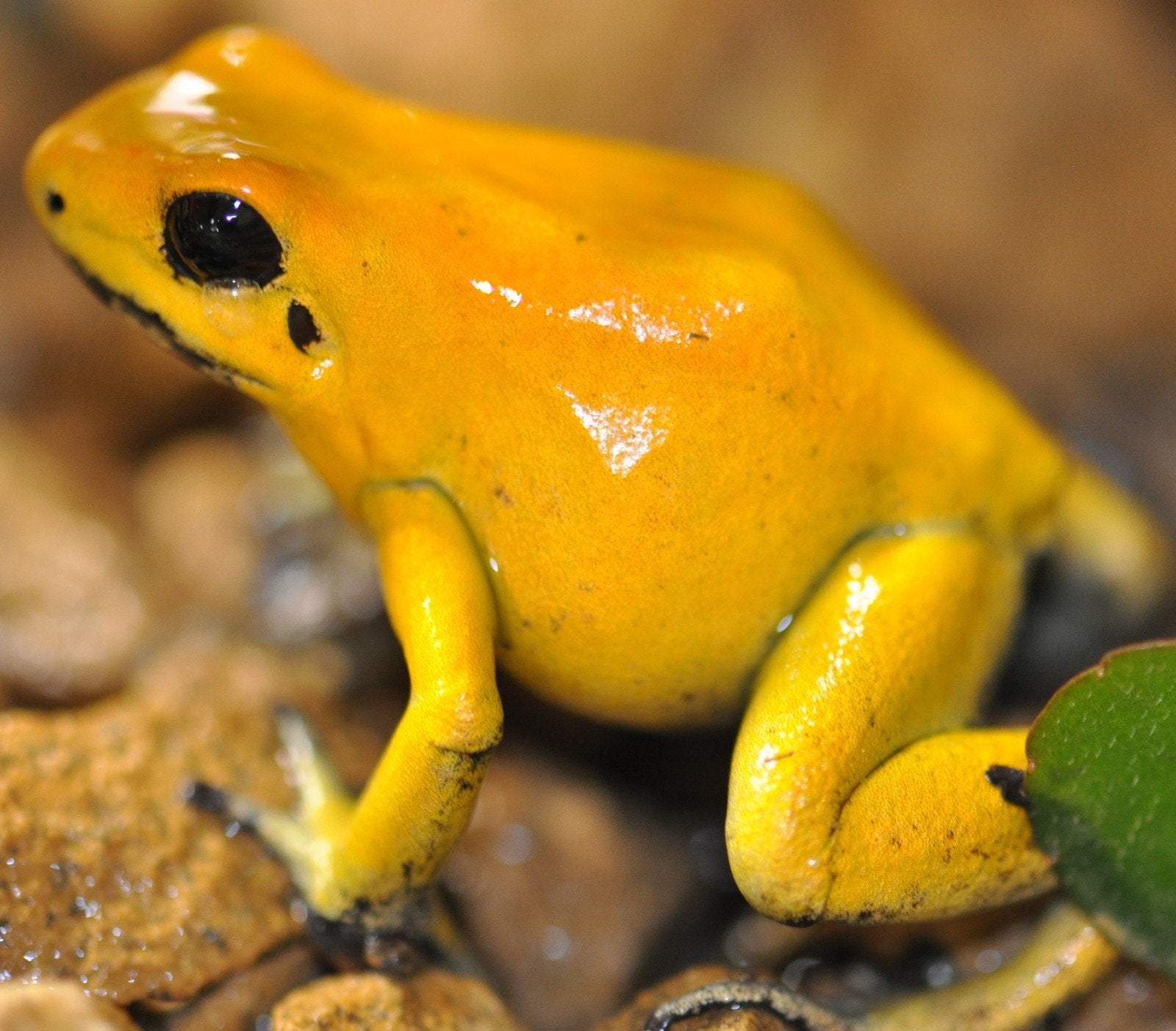Phyllobates in alle soorten en kleuren uit eigen kwekerij Frog photo 5