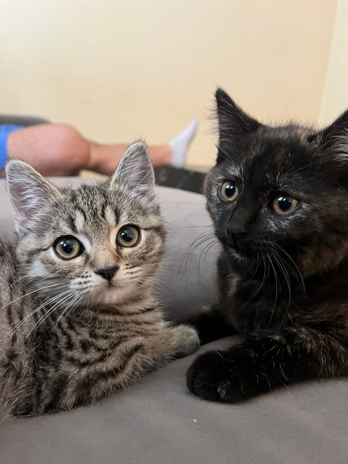 Warm mandje voor 2 britse/europese korthaar kittens, Dieren en Toebehoren, Katten en Kittens | Raskatten | Korthaar, Poes, Met stamboom