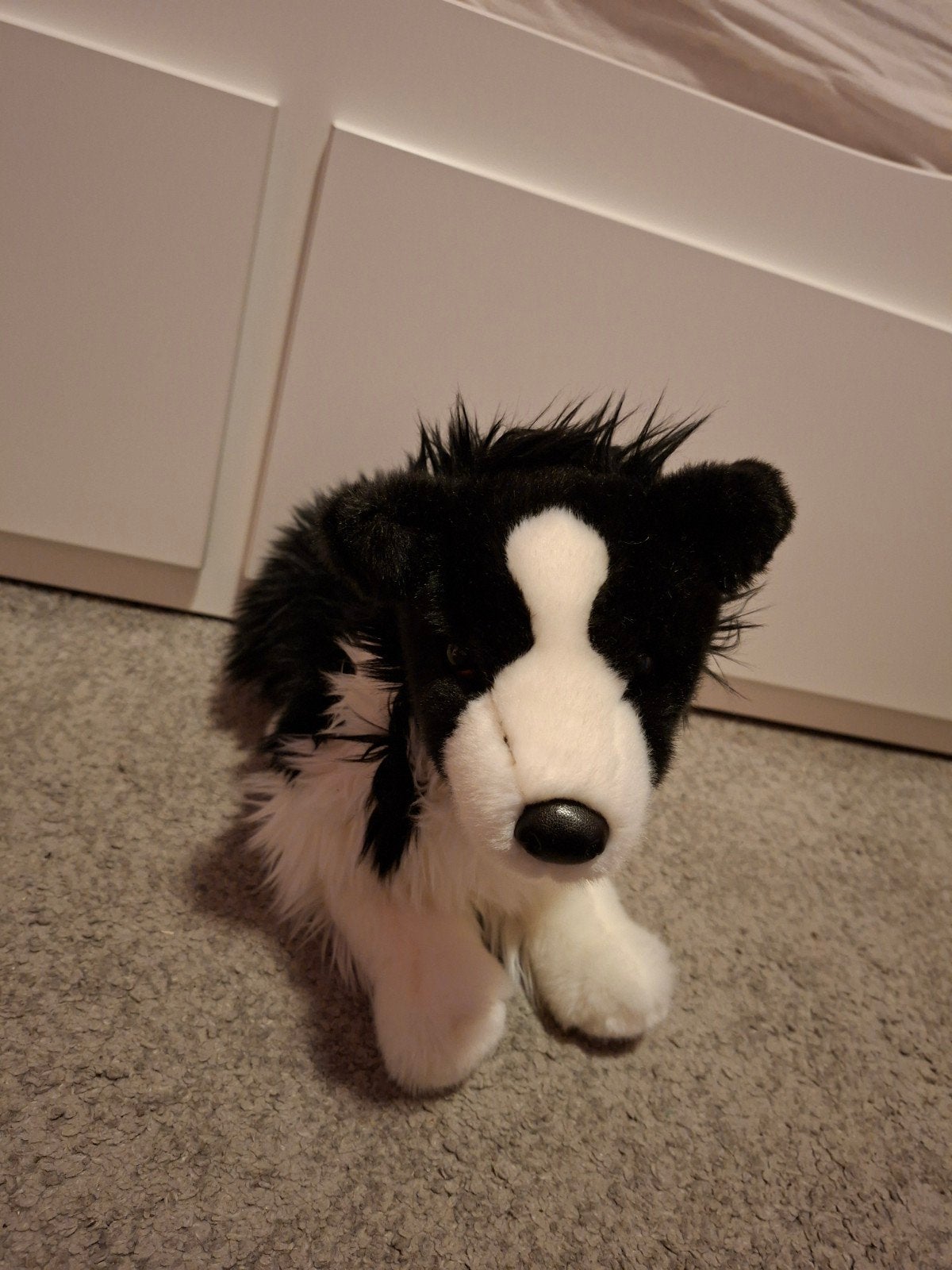 Douglas dog border collie te koop!, Ophalen of Verzenden, Zo goed als nieuw, Hond