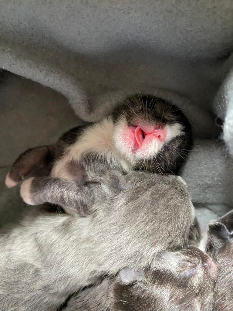 Kittens zwart/wit/grijs, gereserveerd., Meerdere dieren