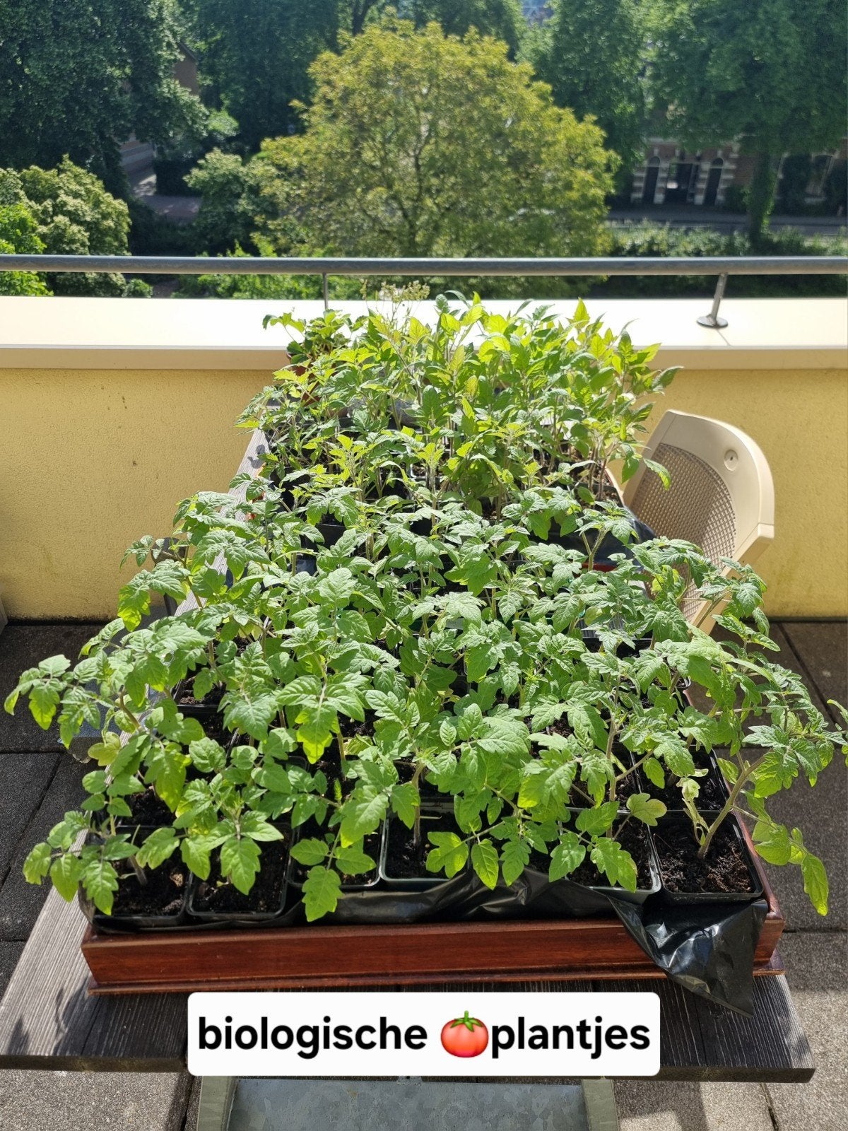 Zaadvaste biologische tomatenplantjes., Ophalen, Eenjarig, Groenteplanten, Volle zon