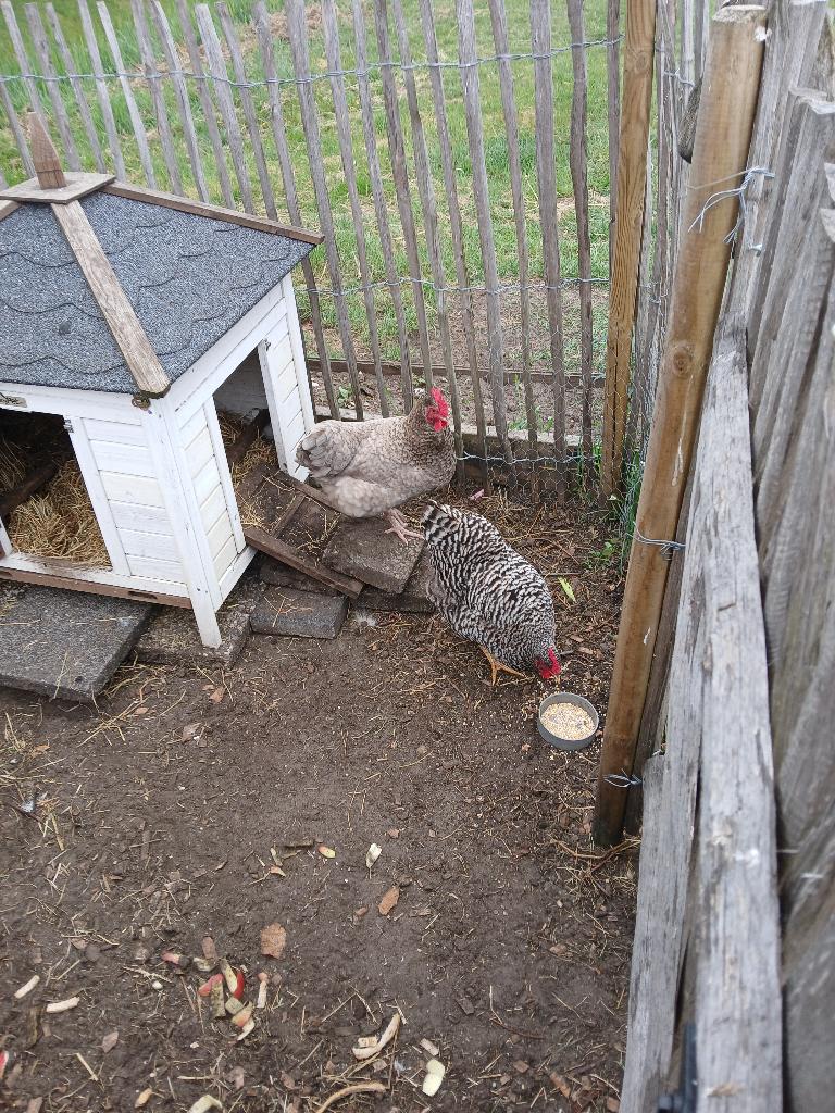 Kippen te koop, Dieren en Toebehoren, Pluimvee, Vrouwelijk, Kip