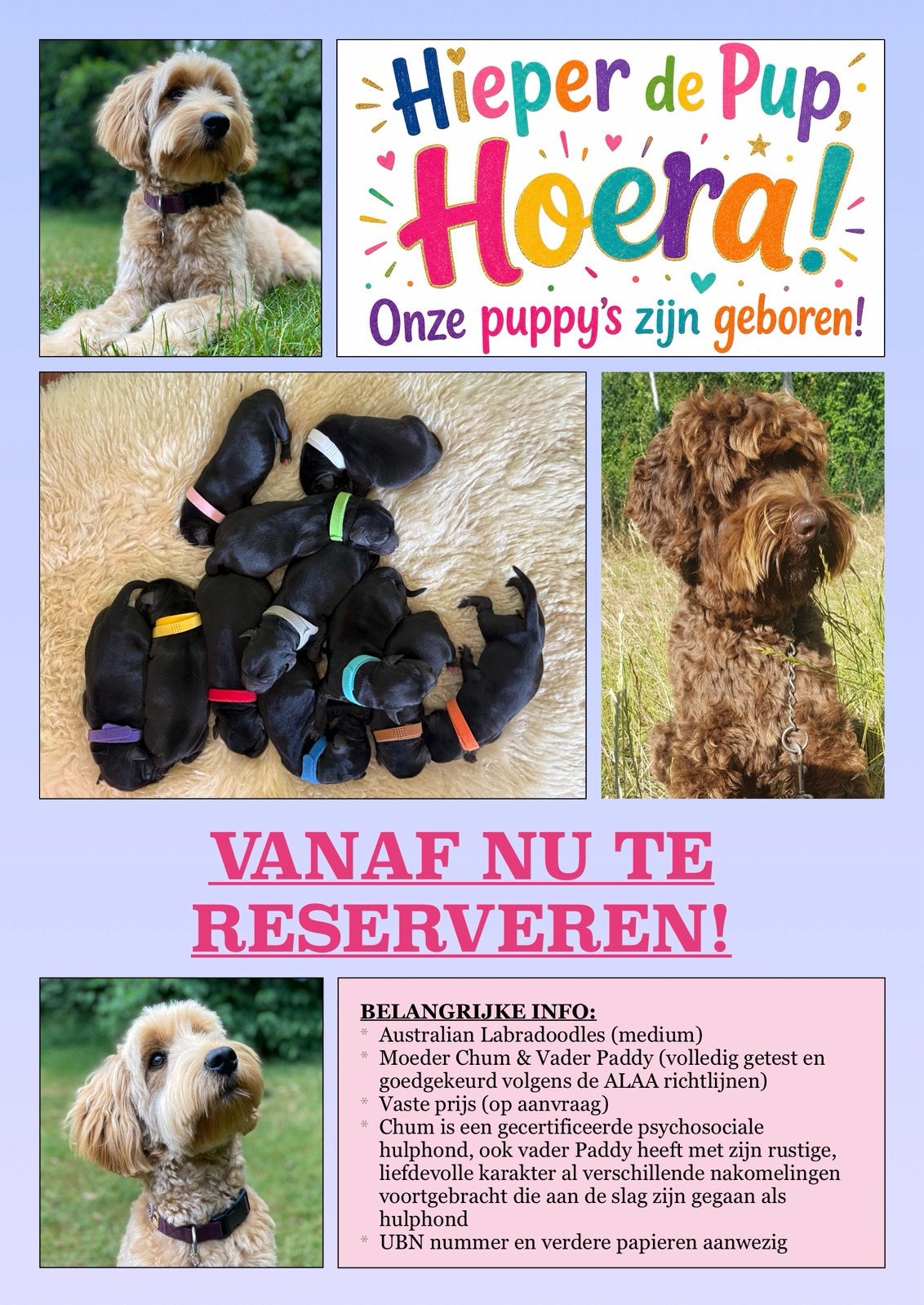 BESCHIKBAAR: Australian Doodle Puppy’s (medium), Dieren en Toebehoren, Honden | Niet-rashonden, Parvo, 8 tot 15 weken, Meerdere