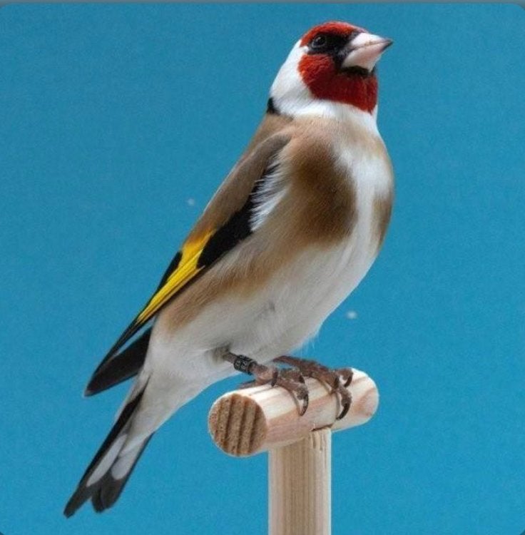 Gezocht Major putter. Pop, Vrouwelijk, Wildzangvogel