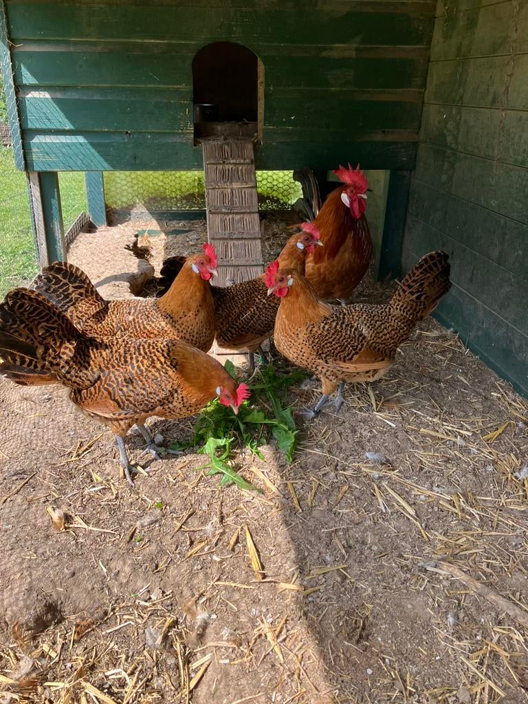 Broedeieren Friese kippen Goudgepeld., Dieren en Toebehoren, Pluimvee, Geslacht onbekend, Kip