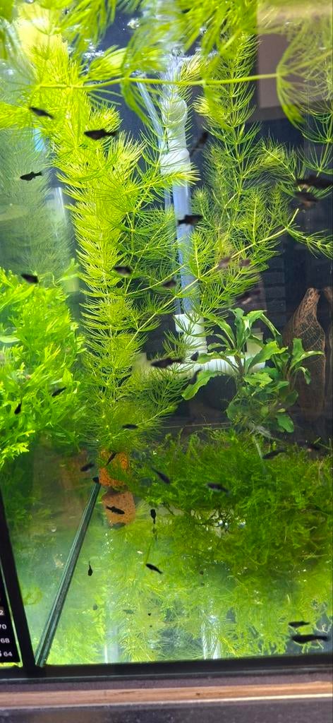 Black Molly, Vis, Zoetwatervis, Schoolvis